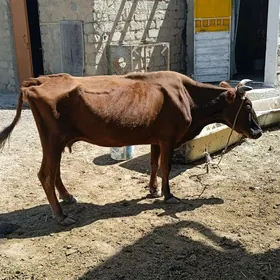 gysyrsygyr