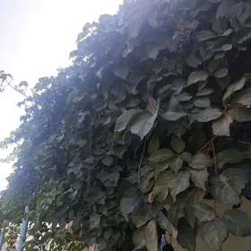 Девичий виноград