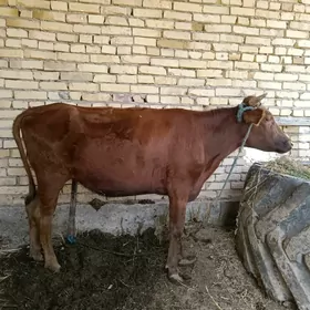 bakılan unajyn