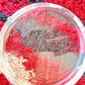 Ford onki cyrasynyn aynasy