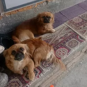 Gujikler