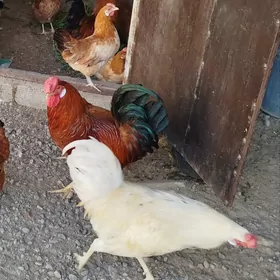 продам 5 петухов