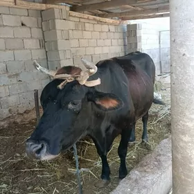 sygyr  bogaz  8  aý  bolan