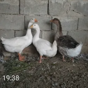 guva gaz gus