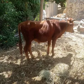 öküz