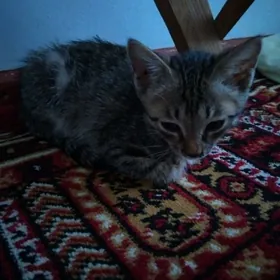 кошка pișik