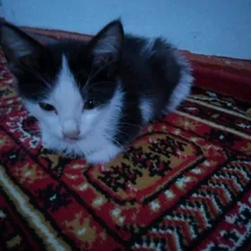 котёнок pisik