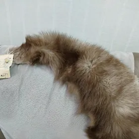 Шкурка ПЕСЕЦ