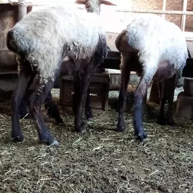 Goýunlar 2 sanak bakyda duran
