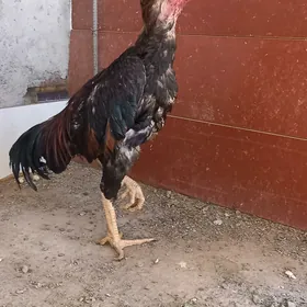 Horoz