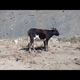 Sygyr