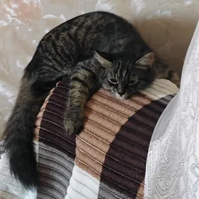 мейнкун