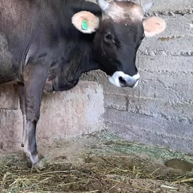 Ökùz