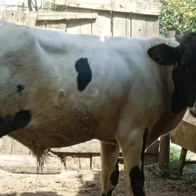 öküz
