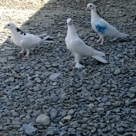 kepderi