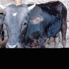 Gibrit tohum öküz