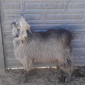 geci