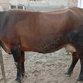Goleli  sygyr
