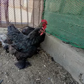 kokin