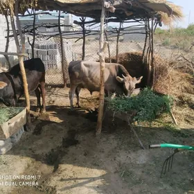 öküz
