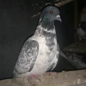 kepderi