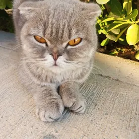 котенок