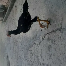 Taskent jüje
