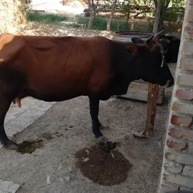 Gysyr sygyr