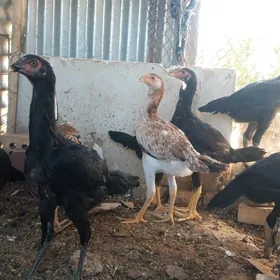 SATLYK TAŞKENT