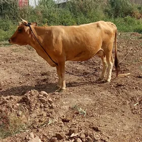 Göleli sygyr