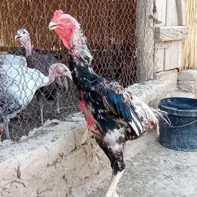 baysok horaz
