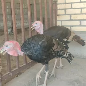 Erkek induk