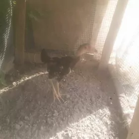 baysow juje