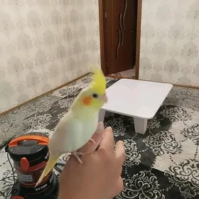 попугай Кеша