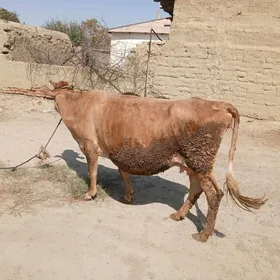 gysyr sygyr bakmana