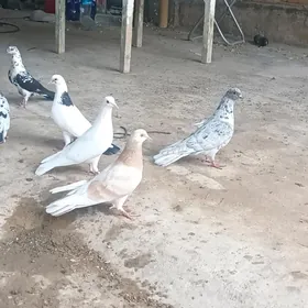 Kepderi