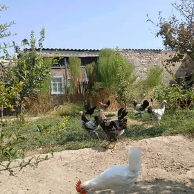 Horaz