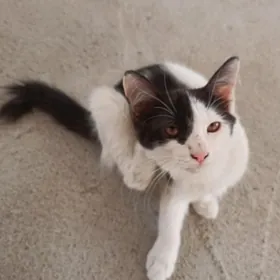 pishik котята кошки