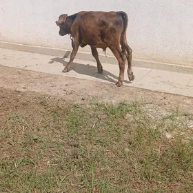 ökűz