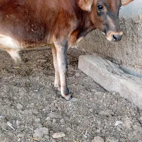 okuzce