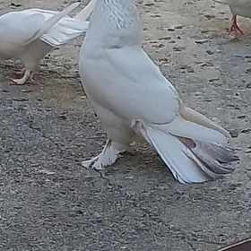 kepderi