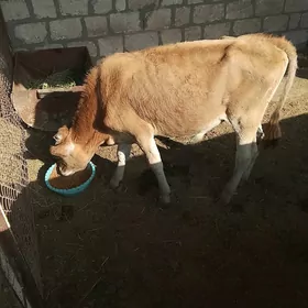 okuzce
