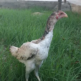 Taşkent maki