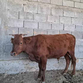 Okuz tuwe