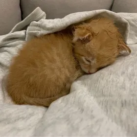 pisik котенок кошка