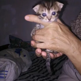  Котята