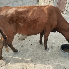 sygyr