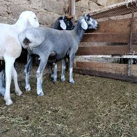 Goç