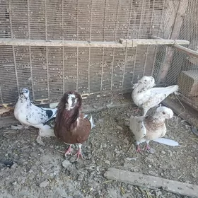 КЕПТАР