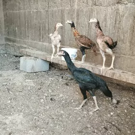 Taşkent